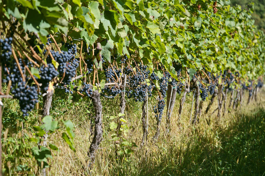 Hotel Unterrain Appiano Sulla Strada Del Vino Esterno foto